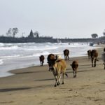 Fotoreportáž: Kráva jako matka i zbraň