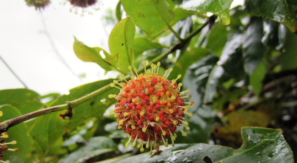 Čeští šamané a koronavirus: příležitost k transformaci