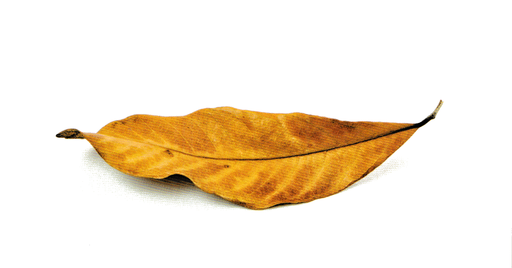 Stát se sirotkem patří k dospělosti Stát se sirotkem patří k dospělosti