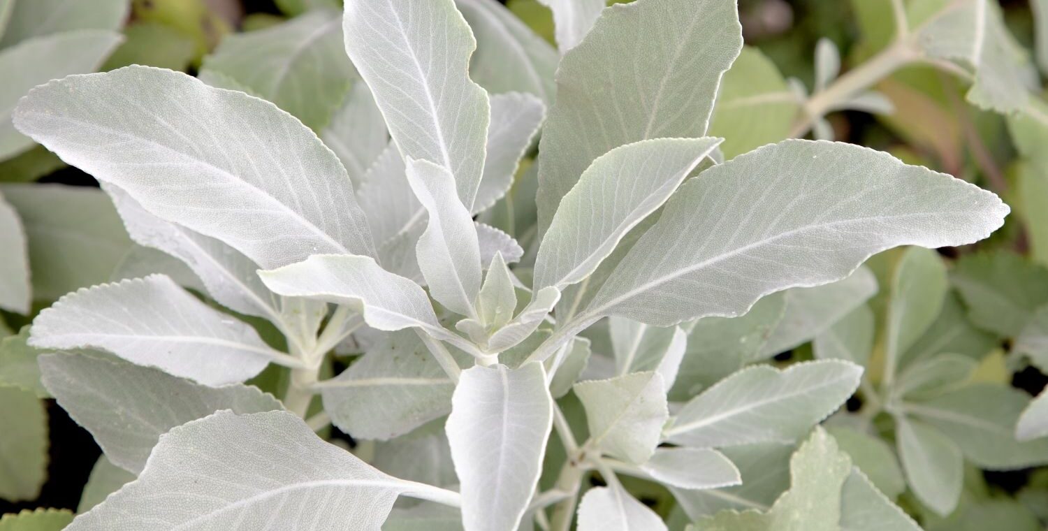 Bílá šalvěj a její stíny Bílá šalvěj a její stíny