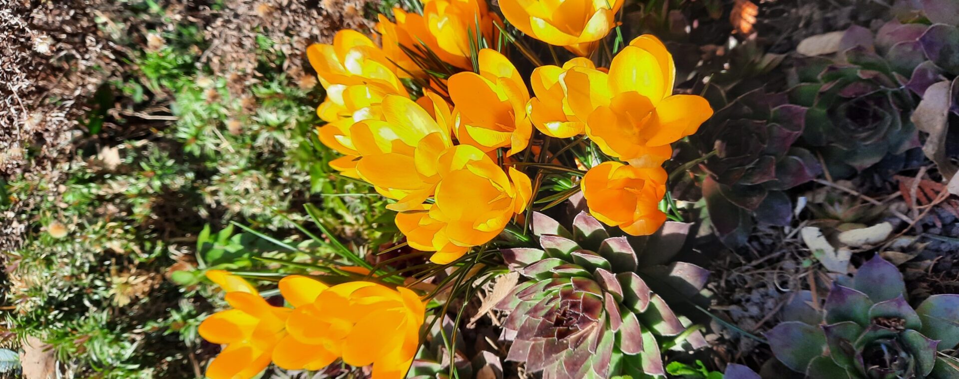 Znepokojivá idyla Znepokojivá idyla