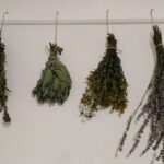 Léčitelé Jizerských hor, Krkonoš a Českého ráje