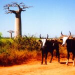 Víra bahá´í na Madagaskaru