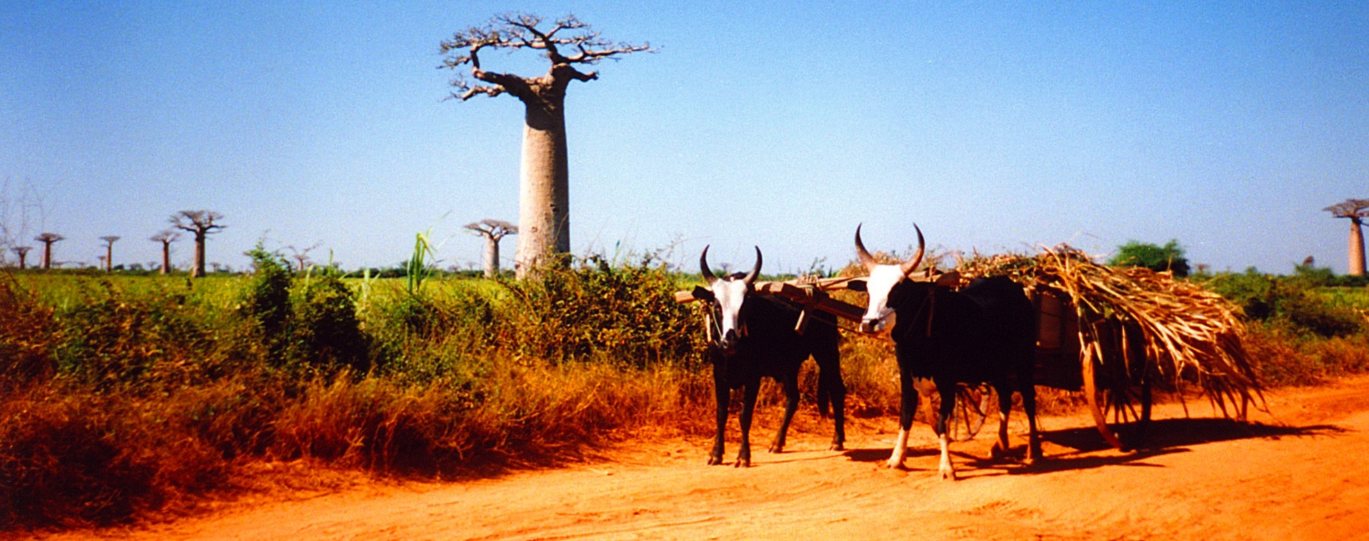 Víra bahá´í na Madagaskaru