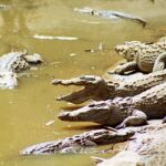 Náboženství kamerunských Falijů. Bůh Faw, nebeští krokodýli a tři fáze pohřebního rituálu