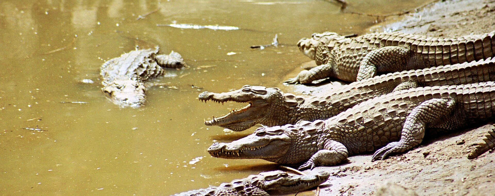 Náboženství kamerunských Falijů. Bůh Faw, nebeští krokodýli a tři fáze pohřebního rituálu